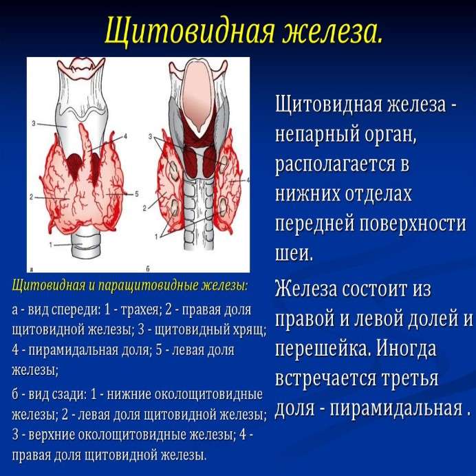 Щитовидная железа: анатомия и функционирование