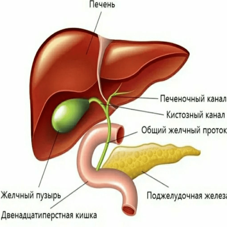 Структура поджелудочной железы